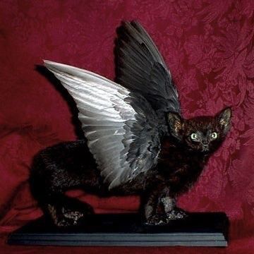 Weird Taxidermy, Gothic Houses, Interesting Sculptures, Bad Taxidermy, Taxidermy Oddities, Museum Of Curiosity, Taxidermy Decor, Odd Art, Wet Specimen