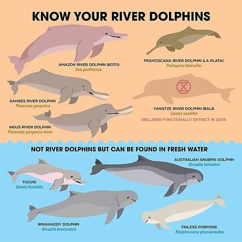 Know Your River Dolphins design by Peppermint Narwhal. • Millions of unique designs by independent artists. Find your thing. Mammal Drawing, Peppermint Narwhal, Aquatic Mammals, Funny Wildlife, Ocean Acidification, River Dolphin, Marine Science, Animals Information, Animal Conservation