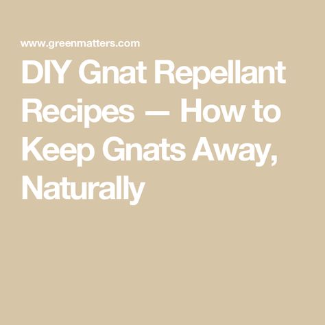 DIY Gnat Repellant Recipes — How to Keep Gnats Away, Naturally Gnat Repellant, Gnat Spray, Homemade Bug Repellent, Spider Control, Bug Repellant, Cbd Dog Treats, Citronella Essential Oil, Wellness Mama, Lemon Eucalyptus