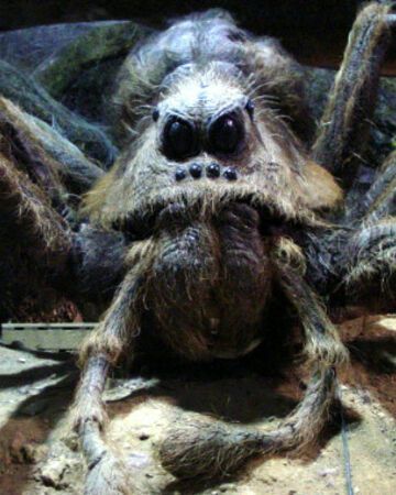 Aragog | Harry Potter Wiki | Fandom Spiders Cute, Cute Animal Pfp, Funny Animal Pics, Harry Potter Creatures, Animal Pfp, Harry Potter Wiki, Rubeus Hagrid, Wolf Spider, Forbidden Forest