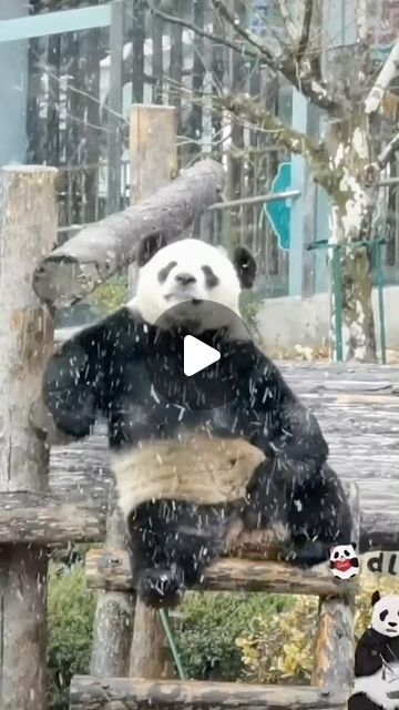 How Are Pandas Not Extinct, Grand Birthday Party, Birthday Party For Him, Happy Birthday King, Birthday King, Dalian, Funny Pets, Animal Pics, July 7