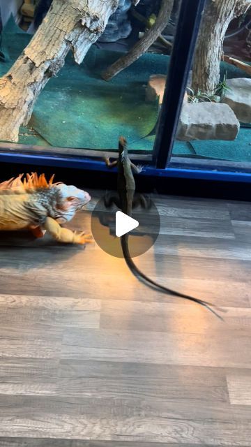 RocketTheIggy on Instagram: "Astro treat Rocket like a sneaky link outside of his enclosure 🤣 #lizard #exoticpets #reptile #iguana #pet #reptiles #pets #animals #petlovers #explorepage #petstagram #petsofinstagram #RocketTheIguana #funny" Diy Iguana Enclosure, Iguana Enclosure, Baby Iguana, Iguana Pet, Pet Reptiles, Funny Lizards, Reptile Zoo, Sneaky Link, Reptile Room