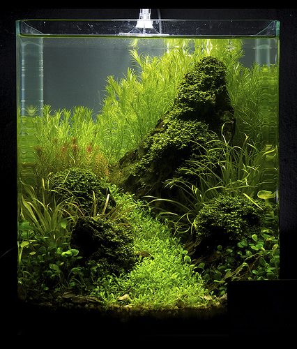 nano winner tank! | jfravn | Flickr Fish Tank Terrarium, Amazing Aquariums, Cool Fish Tanks, Aquascape Design, Fish Tank Design, Tropical Fish Aquarium, Aquarium Terrarium, Fresh Water Fish Tank, Nano Aquarium