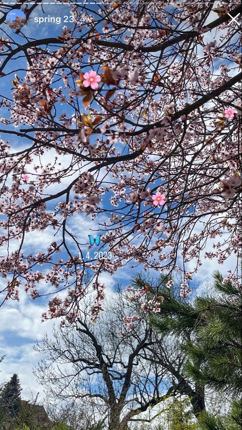 Cherry Blossom Instagram Story, Cherry Blossom Caption Instagram, Spring Aesthetic Flowers, Ig Caption, Instagram Story Idea, Ig Captions, Aesthetic Flowers, Spring Aesthetic, Insta Stories