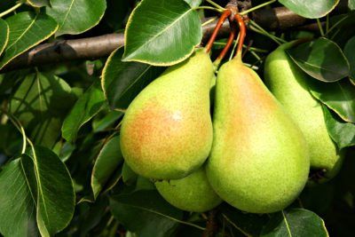 Cold Hardy Pear Tree Varieties - Types Of Pear Trees For Zone 4 Gardens Fruits Farming, Bartlett Pears, Pear Fruit, Fast Growing Trees, Growing Grapes, Cold Pressed Juice, Pear Trees, Citrus Trees, Pear Tree