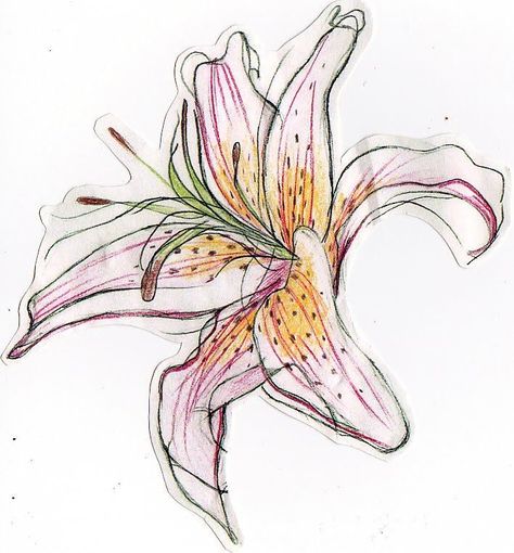 250+ Lily Tattoo Designs With Meanings (2020) Flower ideas & Symbols Lily Tattoo Shoulder, Day Lily Tattoo, 3d Flower Tattoos, Lily Tattoo Designs, Tiger Lily Tattoo, Lilly Tattoo Design, Lilly Flower Tattoo, Stargazer Lily Tattoo, Lily Tattoo Meaning