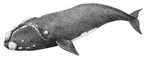 North Atlantic Right Whale anonymous drawing North Atlantic Right Whale Tattoo, Bowhead Whale Drawing, Bowhead Whale Tattoo, North Atlantic Right Whale, Bowhead Whale, Whale Species, Whale Pictures, Right Whale, Scientific Drawing