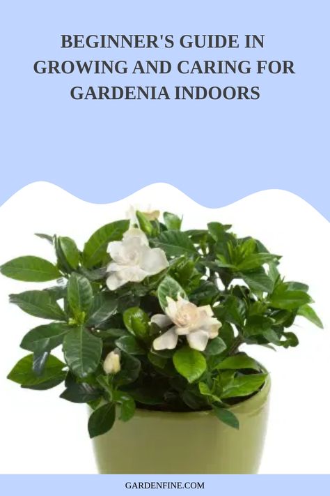 Indoor Gardenia Plant, Gardenia Care Potted, Gardenia Plant Indoor, Gardina Flowers, Gardenia Indoor, Gardenia Care, Gardenia Trees, Growing Gardenias, Gardenia Bush