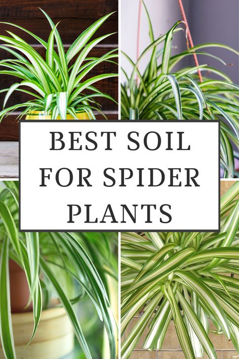 best-soil-for-spider-plants Spider Plant Benefits, Spider Plant Propagation, Spider Plant Care, Airplane Plant, Ribbon Plant, Diy Mixes, Orchid Bark, Spider Plant, Succulent Soil