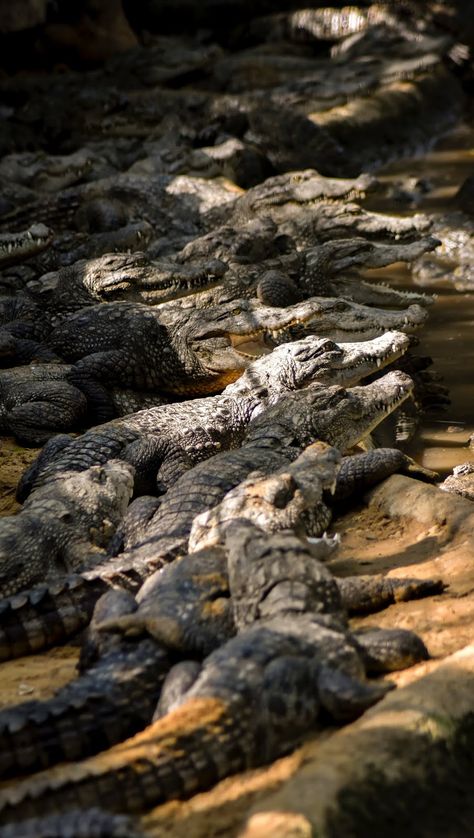 Only a fool would dare provoke them. #Crocodiles #Reptiles Alligator Hunting, Hunting Wallpaper, Animal Photos, Great Photographers, Crocodiles, Weird Animals, Animal Wallpaper, Nature Images, Animals Images