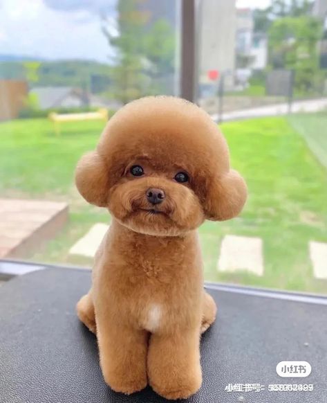 Poodle Cuts Pet Grooming, Haircut With Braids, Puppy Hairstyles, Toy Poodle Haircut Teddy Bears, Miniature Poodle Haircuts, Toy Poodle Puppy Cut, White Haircut, Poodle Teddy Bear Cut, Poodle Puppy Cut