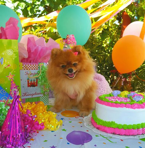 Happy Birthday Pomeranian!  Happy 2nd Birthday! Pomeranian Birthday! Pomeranian Birthday, Baby Pomeranian, Pomeranian Dogs, Apartment Dogs, Cute Pomeranian, Happy Birthday Meme, Getting A Puppy, Companion Dog, Happy 2nd Birthday