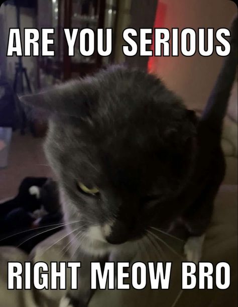 cat meme Are You Serious Right Now Bro, Are You Serious, Right Now, Collage, Memes, Funny, Pins, Quick Saves