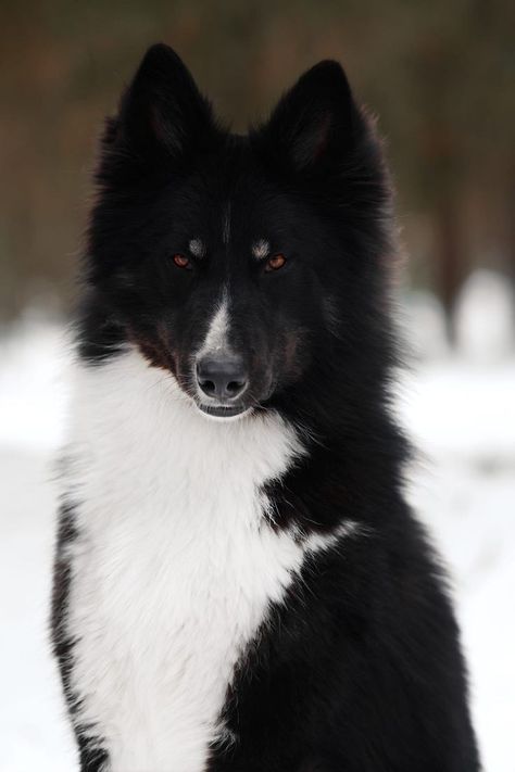 Yakutian Laika, Laika Dog, Wolf Poses, Rare Dogs, Wild Animals Pictures, Dire Wolf, Pretty Dogs, Pretty Animals, Wild Dogs