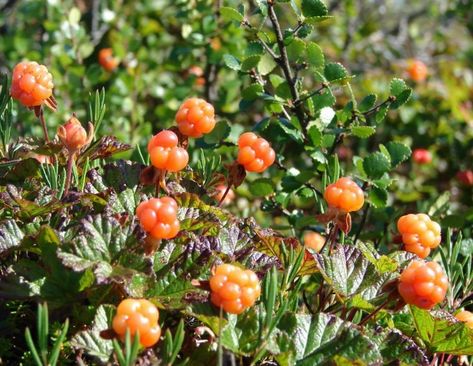 Cloud Berries, Berry Benefits, Rare Fruits, Travel Sweden, Benefits Of Berries, Types Of Berries, Arctic Tundra, Complementary Medicine, Summer Aesthetics