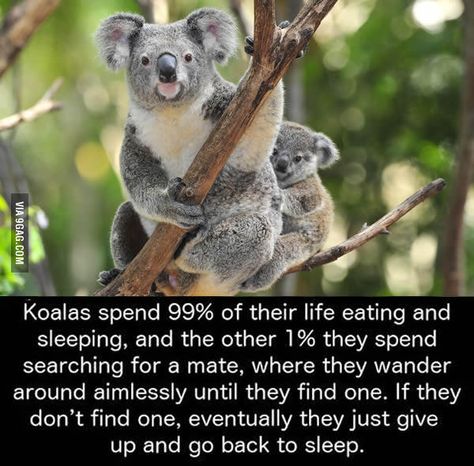 Basically, I'm just a koala. Koala Meme, Funny Koala, Funny Girls, Flirting Quotes For Her, Flirting Quotes Funny, Flirting Tips For Girls, Crazy 8, Flirting Memes, Animal Facts