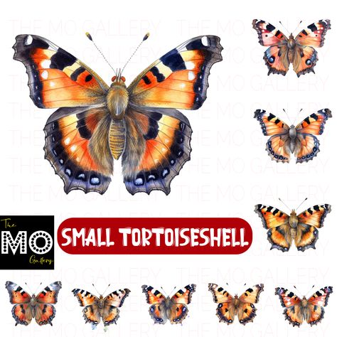 Indulge in the enchanting beauty of the Small Tortoiseshell butterfly with this collection of 40 captivating Watercolor portraits. Each portrait is a masterpiece, meticulously crafted to showcase the intricate patterns and vibrant colors of the Small Tortoiseshell butterfly. Available in both PNG and JPG formats, these portraits offer flexibility and convenience for your creative endeavors. With dimensions of 4096px by 4096px and a resolution of 300 DPI, Tortoiseshell Butterfly, Shell Butterfly, Butterfly Watercolor, Watercolor Portraits, Butterfly Tattoo, Tortoise Shell, Tortoise, Butterflies, Card Making