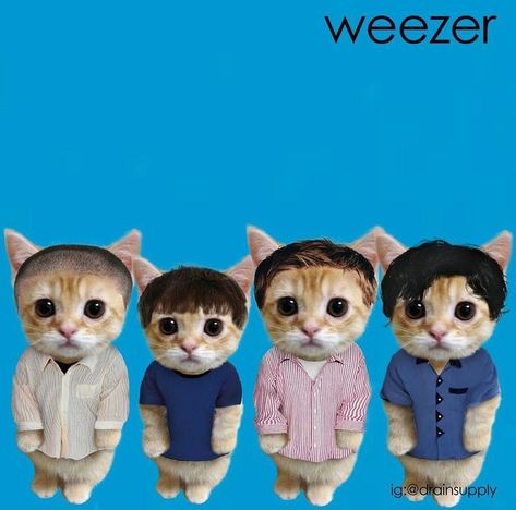 Weezer Blue Album Cover, Weezer Pfp, Weezer Blue, Rivers Cuomo, Cat Pfp, Buddy Holly, Silly Cats Pictures, Punk Rock Bands, Weezer