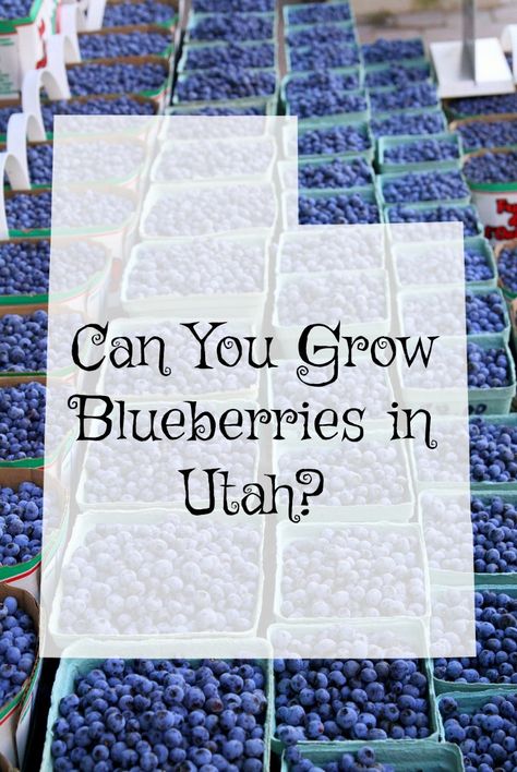 Can you grow blueberries in utah? Blueberry Images, Utah Gardening, Beautiful Flower Beds, Grow Blueberries, Western Garden, Growing Blueberries, Garden Centers, Blueberry Bushes, Buy Seeds