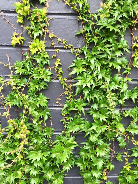 Parthenocissus tricuspidata 'Lowii' Parthenocissus Tricuspidata, Fall 2023, Dream Garden, Vines, Herbs, Plants