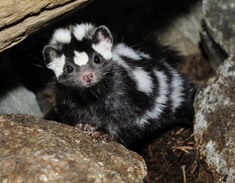 Imgur: The most awesome images on the Internet. Spotted Skunk, Baby Skunks, Bronx Zoo, Unusual Animals, Pretty Animals, Silly Animals, Animal Photo, Cute Little Animals, Cute Funny Animals