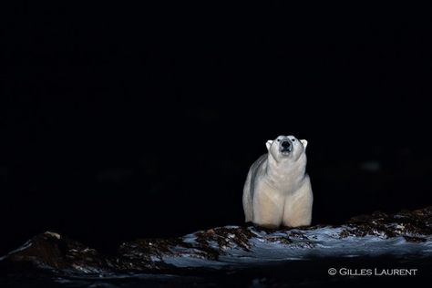 Arctic Kingdom on Instagram: “#BucketList: Seeing polar bears day & night ✔ 📸: Gilles Laurent #ArcticKingdom #PolarBearMigrationFlyInSafari . . . #arctic #polarbear…” Polar Bear Aesthetic, Polar Bear Color, Bear Aesthetic, Polar Night, 2024 Art, Polar Bears, Aesthetic Dark, Day Night, Winter 2024