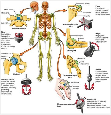 Types of joints in the human body Types Of Joints, Apologia Anatomy, Facial Massage Steps, Joints Anatomy, The Skeletal System, Physical Therapy Assistant, Pregnancy Massage, Massage Cream, Yoga Anatomy