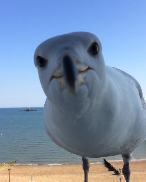 ulian working on his self-control...he listened! #seagull #seagulls #gull #birb #bird #birds #bird_extreme #birder #bird_watchers_daily Seagull Aarakocra, White Bellied Sea Eagle, Seagull Images, Seagulls Aesthetic, Seagull Aesthetic, By The Sea Aesthetic, Bird Pfp, Aerial Aesthetic, Seagull Funny