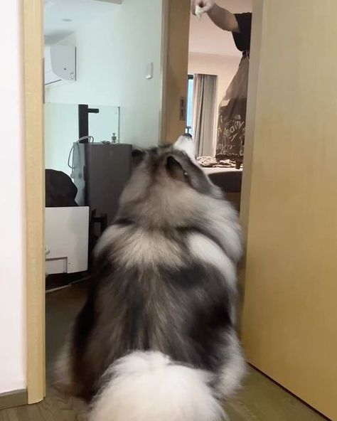 Giant Malamute, Giant Alaskan Malamute, Alaskan Malamute Puppies, Malamute Husky, Malamute Dog, Malamute Puppies, Alaskan Husky, Huge Dogs, Super Cute Puppies