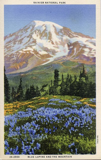 Mt Rainier postcard Posters Dorm, Vintage Postcards Travel, Mount Rainier National Park, Travel Postcard, Mt Rainier, Rainier National Park, Nature Posters, Seni Cat Air, Images Vintage