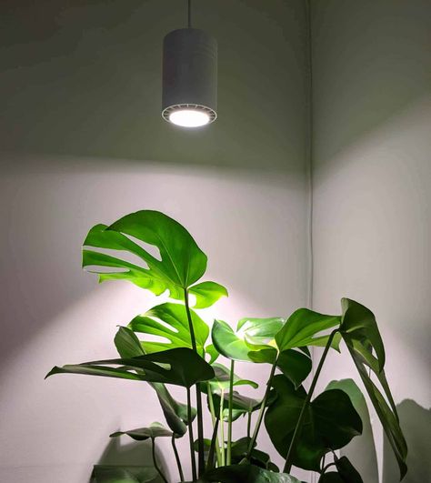 Indoor Grow Light Ideas, Indoor Grow Lights, Best Grow Lights, Plant Window, Grow Light Bulbs, Grow Lights For Plants, Interior Plants, Plant Aesthetic, House Plants Decor