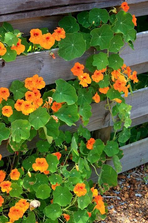 Orange Nasturtium, Coral Peach, Tropical Fruits, Butterfly Garden, Orange Flowers, Garden And Yard, Secret Garden, Gardening Tips, Flower Power