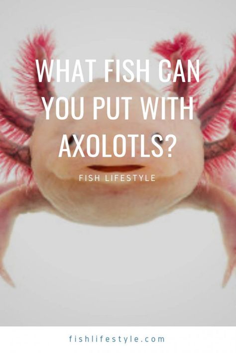 Axolotl Stuff, Axolotl Care, Axolotl Questions, Axolotl Tank, Axolotl Cute, Fish Tank Themes, Freshwater Aquarium Plants, Hedgehog Pet, African Cichlids