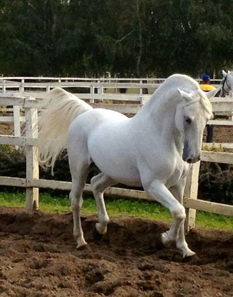 Lipizzaner stallion Lippizaner, Horse Reference, Spirit Horse, Riding School, Horse Photo, Albino Animals, Majestic Horse, All The Pretty Horses, Horse Crazy