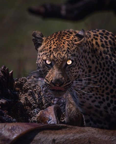 Wild Cats Photography, Beast Eyes, Predator Animal, Powerful Animals, Feline Eyes, Leopard Eyes, Wild Animal Wallpaper, Scary Animals, Wild Animals Pictures