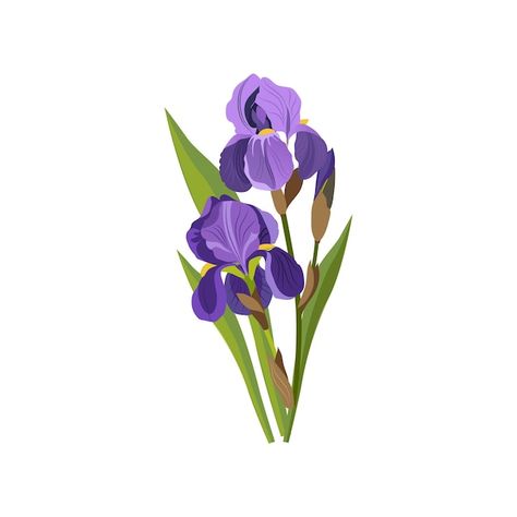 Vector iris hand drawn realistic illustr... | Premium Vector #Freepik #vector #iris-flower #iris #flower-painting #floral-art Iris Illustration, Flowers Icon, Vintage Paper Textures, Realistic Illustration, Flower Costume, Artistic Painting, Logo Design Set, Family Stock Photo, Flat Vector Illustration