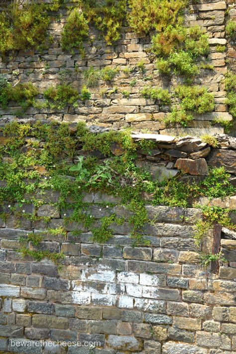 Brick wall with weeds growing through it. - www.bewarethecheese.com Moss On Brick Wall, Ivy On Stone Wall, Mossy Brick Wall, Overgrown Brick Wall, Brick Wall With Vines, Transformative Justice, Textile Sketchbook, Aesthetic Mystery, Organic Industrial