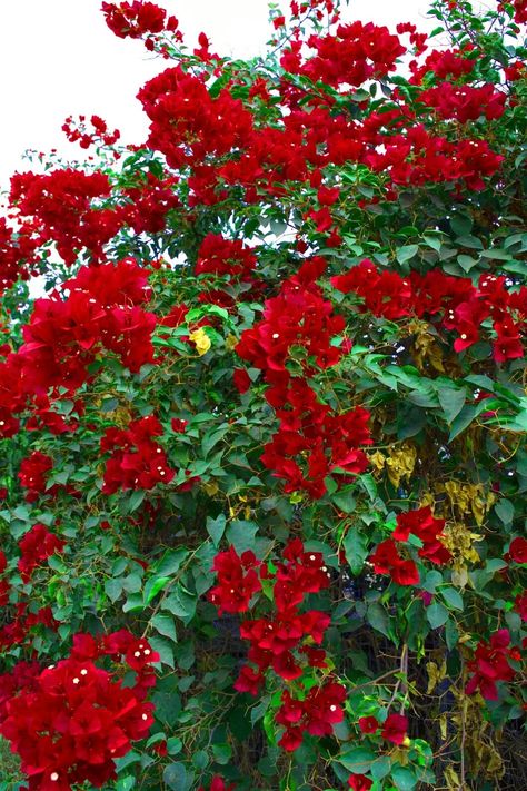 Hacienda Garden, Red Bougainvillea, Peperomia Plant, Garden Vines, Plant Hacks, Flower Garden Design, Beautiful Flowers Photos, Garden Containers, Beautiful Flowers Garden