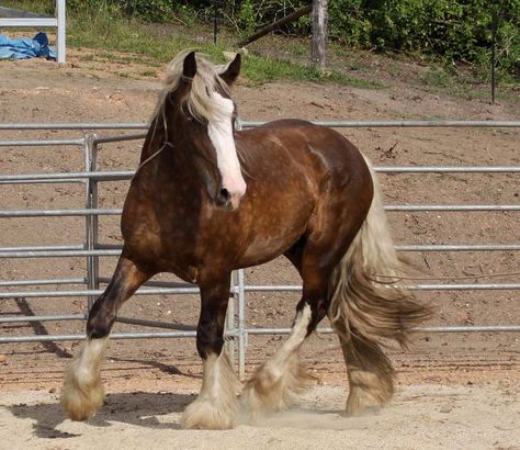 Silver (bay) - Drum Horse stallion Imperial Griffin Drum Horse, Rare Horse Breeds, Horse Coat Colors, Rare Horses, Silver Bay, Palomino Horse, Horse Inspiration, Bay Horse, Types Of Horses