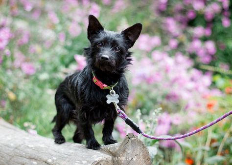 A recent study reveals the kinds of photos that make potential forever families fall in love with shelter dogs. Natalia Martinez, Shelter Dog Photography, Shelter Dog Quotes, Fostering Dogs, Shelter Dogs Adoption, Animal Shelter Donations, Adoption Ideas, Foster Dogs, Photo Tricks