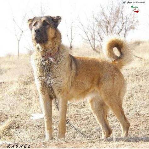 RASHEL FROM IRAN Maremma Sheepdog, Guardian Dog, Livestock Guardian Dog, Livestock Guardian, American Akita, Wolf Dog, 7th Grade, Border Collie, Large Dogs