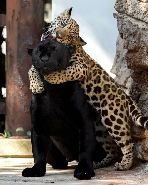 Pet Panther, Tiktok Dump, Black Jaguar, Night At Home, Funny Animal Photos, Extinct Animals, The Shot, Dog Images, Cute Wild Animals