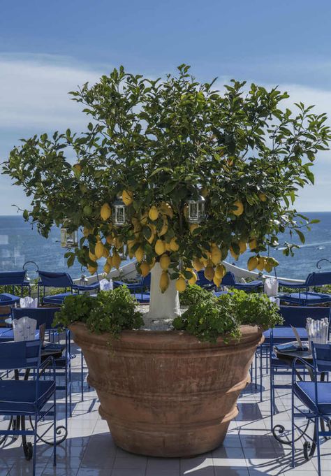 Lemon Tree In Pot Patio, Mediterranean Citrus Garden, Palm Tree Small Garden, Citrus Plants In Pots, Fruit Trees In Pots Container Gardening, Patio Fruit Trees In Pots, Lemon Tree Garden Landscapes, Potted Citrus Trees, Citrus Trees Landscape