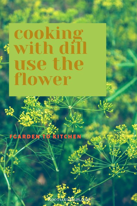 Make dill flavored vinegar using the flower, you can add the flowers to soups and salads. They are beautiful in floral arrangements either fresh or dried, Dill Flower Uses, How To Dry Dill, Growing Dill, Grow Dill, Dill Flowers, Dill Flower, How To Grow Dill, Flavored Vinegars, Dill Recipes