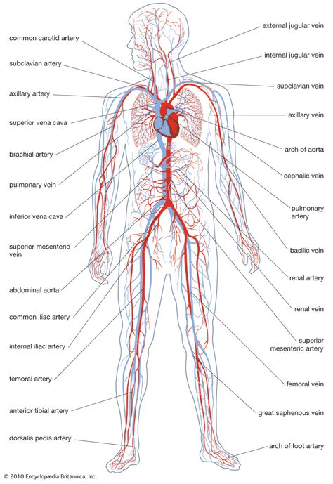 Circulatory System Function, Human Circulatory System, Body Diagram, Arteries And Veins, Human Pictures, Diagram Chart, Human Body Systems, Human Anatomy And Physiology, Diagram Design