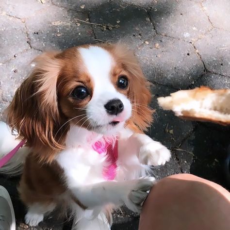 CAVALIER KING CHARLES Spaniel Cavalier King, Charles Spaniel, Cavalier King Charles Spaniel, Cavalier King Charles, King Charles, Spaniel, Gift Ideas, On Instagram, Quick Saves