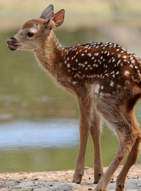 Spring Baby Animals | woman&home Spring Baby Animals, All Animals Photos, Unlikely Animal Friends, Deer Pictures, Forest And Wildlife, Spring Animals, Get In The Mood, Baby Animals Pictures, Animal Photos