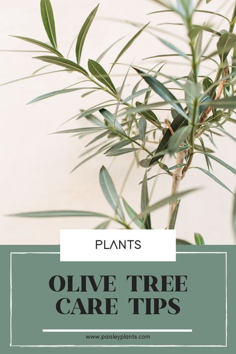 How to Care for Your Olive Tree - Paisley Plants How To Take Care Of Olive Tree, Olive Tree Patio, Olive Tree Care Outdoor, Olive Tree Potted, How To Care For Olive Trees In Pots, Olive Tree Indoor Care, Olive Tree Care Indoor, Olive Plant Indoor, Olive Tree Decor Ideas