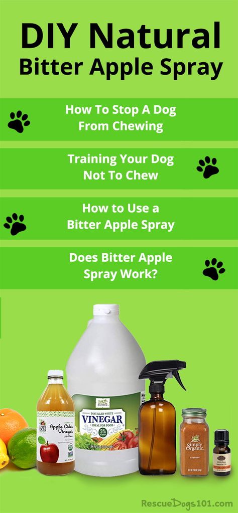 Bitter apple spray dogs homemade. Stop your dog from chewing on wood, shoes and more. #dogs #doghealth #dogdiy #homeremedy #naturaldog #dogtraining #rescuedogs101 Stop Dog Chewing Everything, Homemade Dog Spray, No Chew Dog Spray Diy, Puppy Chewing Spray, No Chew Spray For Dogs Diy, Bitter Spray For Dogs Diy, Bitter Apple Spray Dogs Homemade, Diy Dog Chewing Deterrent, Dog Chewing Deterrent Homemade