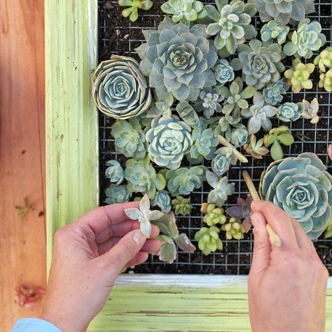 ... Succulent Wall Garden, Succulent Wall Planter, Succulent Frame, Vertical Succulent Gardens, Succulent Planter Diy, Succulent Wall Art, Succulent Cuttings, Succulent Art, Succulent Garden Diy